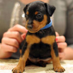 Miniature Pinscher Puppy Thumbnail 5