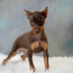 Miniature Pinscher Puppy Thumbnail 4