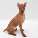 Miniature Pinscher Puppy Thumbnail 3