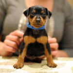 Miniature Pinscher Puppy Thumbnail 2