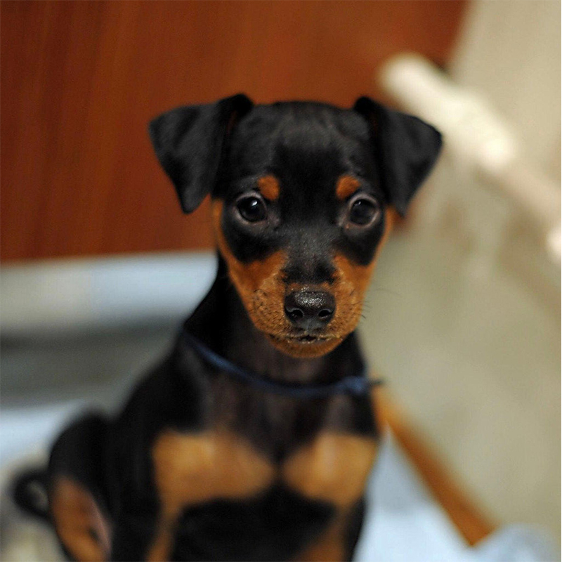 Miniature Pinscher Puppy