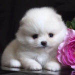 Toy Pom Puppy Thumbnail 2