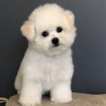 Bichon Frise Puppy Thumbnail 4