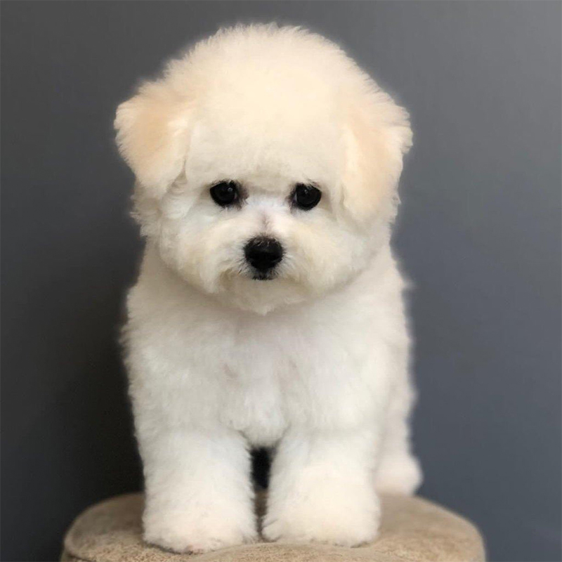 Bichon Frise Puppy