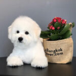 Bichon Frise Puppy Thumbnail 3