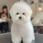 Bichon Frise Puppy Thumbnail 2