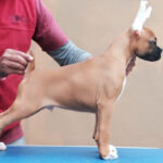 Boxer Puppy Thumbnail 2