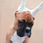 Boxer Puppy Thumbnail 3