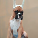 Boxer Puppy Thumbnail 4