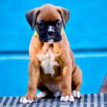 Boxer Puppy Thumbnail 6