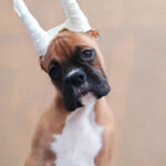 Boxer Puppy Thumbnail 5