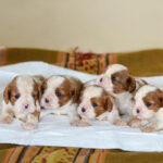 Cavalier King Charles Puppy Thumbnail 6
