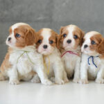 Cavalier King Charles Puppy Thumbnail 5