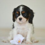 Cavalier King Charles Puppy Thumbnail 4