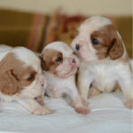 Cavalier King Charles Puppy Thumbnail 3