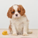 Cavalier King Charles Puppy Thumbnail 2