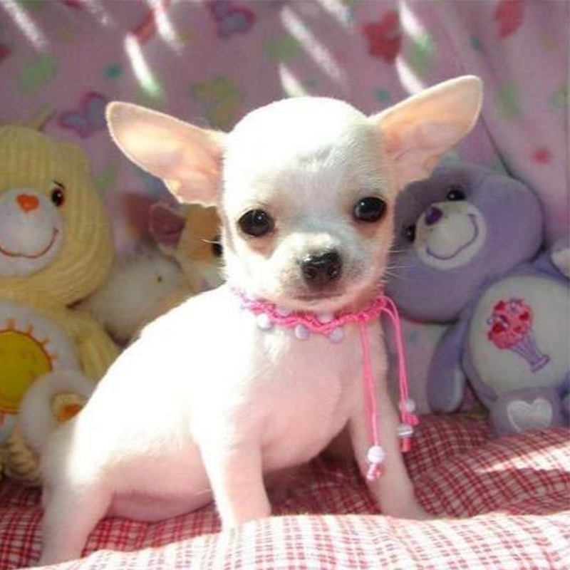 Chihuahua Puppy