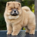 Chow Chow Puppy Thumbnail 2