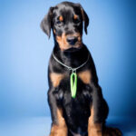Dobermann Puppy Thumbnail 5
