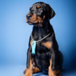 Dobermann Puppy Thumbnail 4