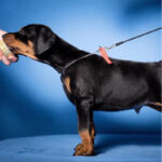 Dobermann Puppy Thumbnail 3