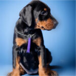 Dobermann Puppy Thumbnail 2