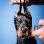 Dobermann Puppy Thumbnail 6