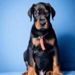 Dobermann Puppy Thumbnail 1
