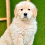 Golden Retriever Puppy Thumbnail 2