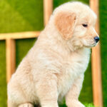 Golden Retriever Puppy Thumbnail 3