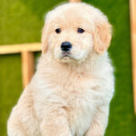 Golden Retriever Puppy Thumbnail 5