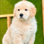 Golden Retriever Puppy Thumbnail 4