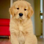 Golden Retriever Puppy Thumbnail 1