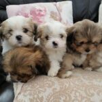 Lhasa Apso Puppy Thumbnail 3