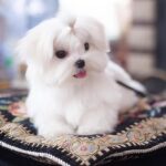 Maltese Puppy Thumbnail 2