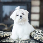 Maltese Puppy Thumbnail 3