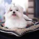 Maltese Puppy Thumbnail 4