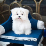 Maltese Puppy Thumbnail 5