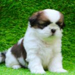 Shih Tzu Puppy Thumbnail 3