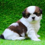 Shih Tzu Puppy Thumbnail 1