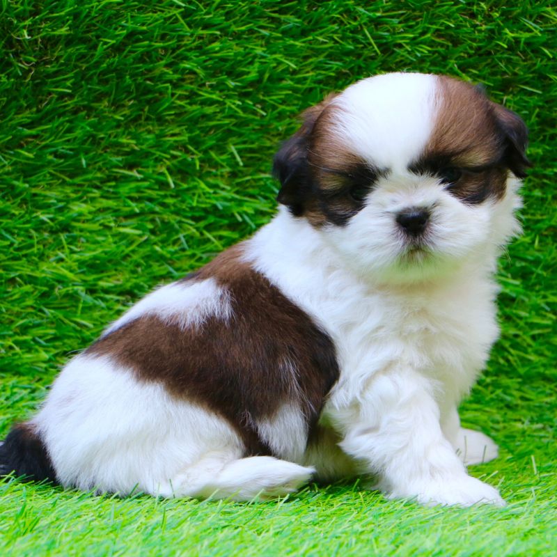 Shih Tzu Puppy
