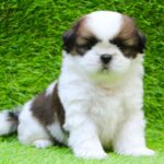 Shih Tzu Puppy Thumbnail 2