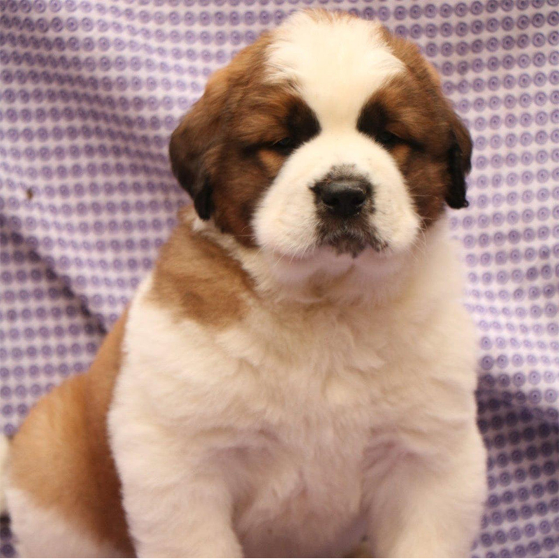 Saint Bernard Puppy