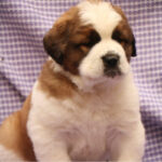 Saint Bernard Puppy Thumbnail 4