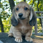 Dachshund Puppy Thumbnail 5