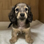 Dachshund Puppy Thumbnail 4