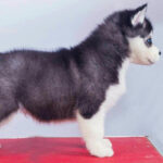 Siberian Husky Puppy Thumbnail 6