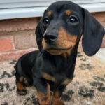 Dachshund Puppy Thumbnail 1
