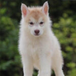 Siberian Husky Puppy Thumbnail 5