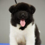 Akita Puppy Thumbnail 1